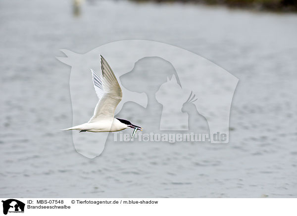 Brandseeschwalbe / Sandwich tern / MBS-07548