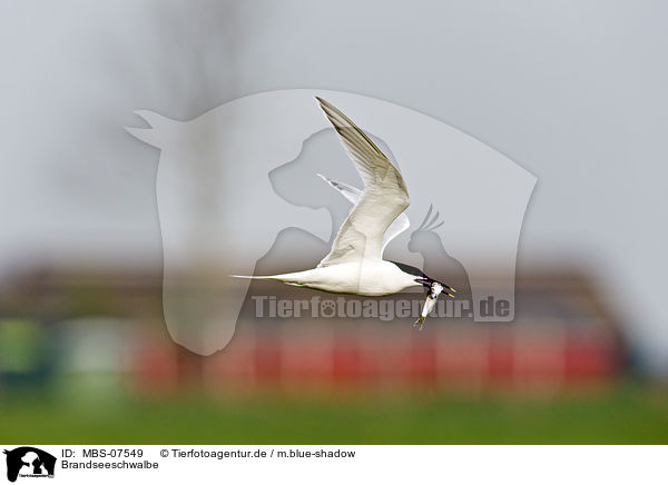 Brandseeschwalbe / Sandwich tern / MBS-07549