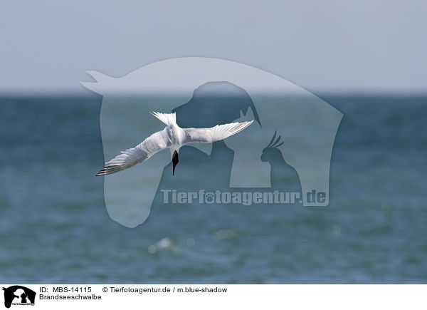 Brandseeschwalbe / Sandwich tern / MBS-14115
