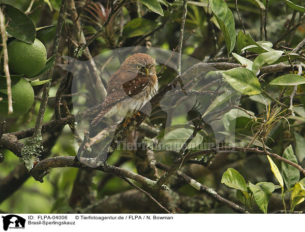 Brasil-Sperlingskauz / ferruginous pygmy owl / FLPA-04006
