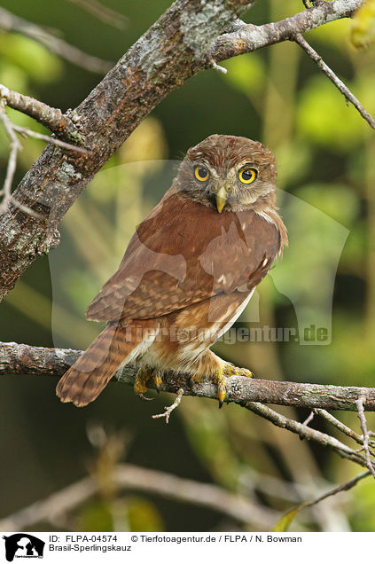 Brasil-Sperlingskauz / ferruginous pygmy owl / FLPA-04574