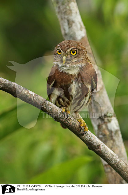 Brasil-Sperlingskauz / ferruginous pygmy owl / FLPA-04576