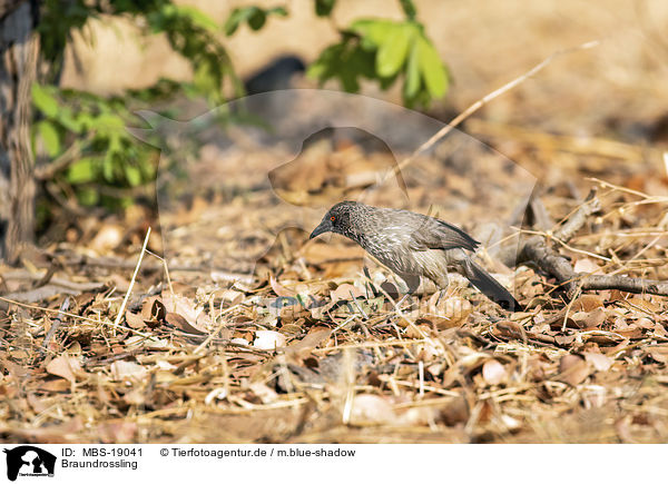 Braundrossling / Arrow-Marked Babbler / MBS-19041