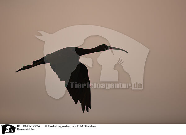 Braunsichler / glossy ibis / DMS-09924