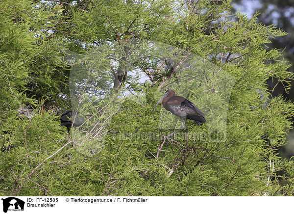 Braunsichler / glossy ibis / FF-12585