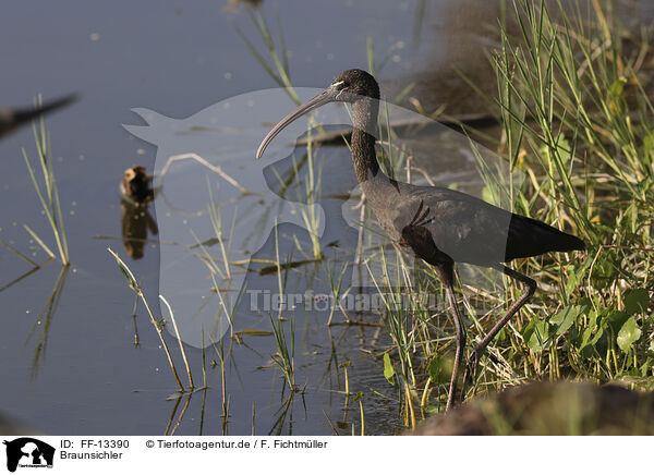 Braunsichler / Glossy Ibis / FF-13390