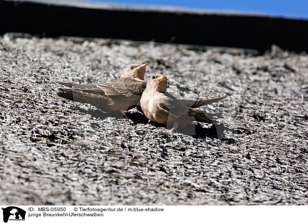 junge Braunkehl-Uferschwalben / MBS-05950