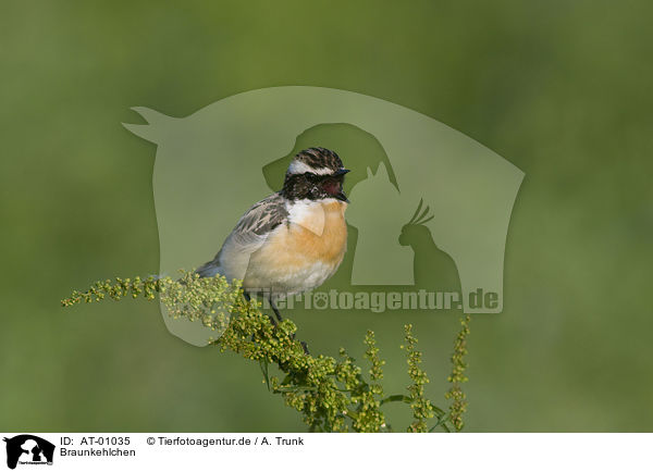 Braunkehlchen / Whinchat / AT-01035