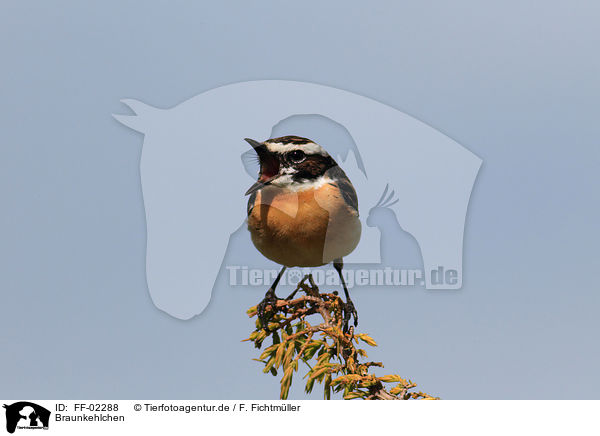 Braunkehlchen / whinchat / FF-02288