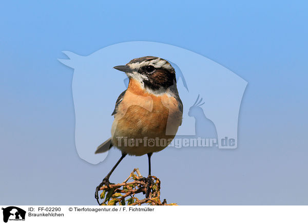 Braunkehlchen / whinchat / FF-02290