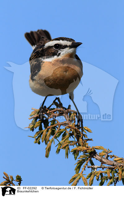 Braunkehlchen / whinchat / FF-02292