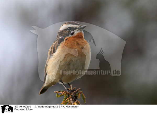 Braunkehlchen / whinchat / FF-02296