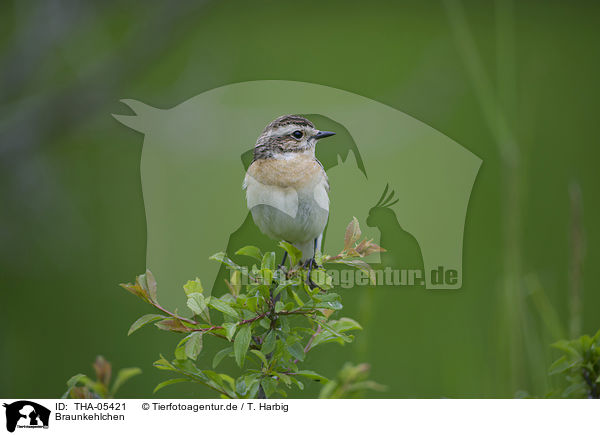 Braunkehlchen / whinchat / THA-05421
