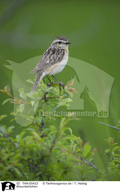 Braunkehlchen / whinchat / THA-05423