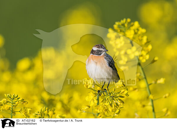 Braunkehlchen / whinchat / AT-02162