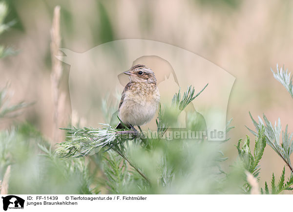 junges Braunkehlchen / young whinchat / FF-11439