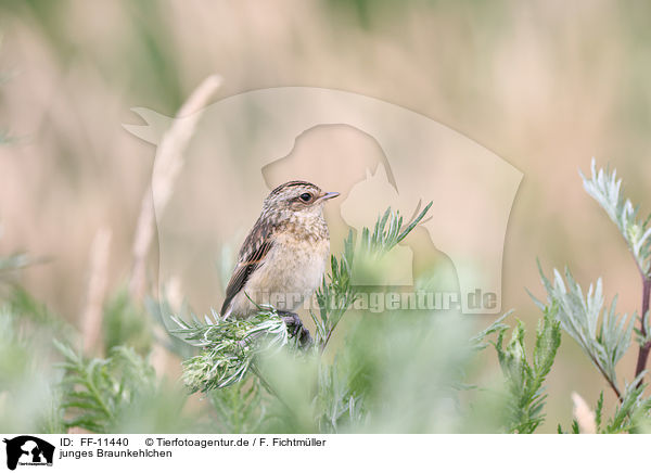 junges Braunkehlchen / young whinchat / FF-11440