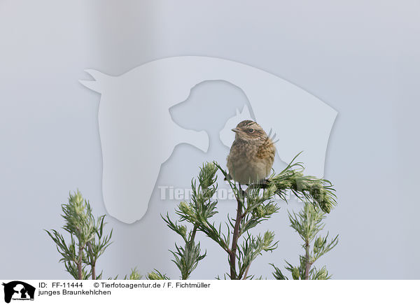 junges Braunkehlchen / young whinchat / FF-11444