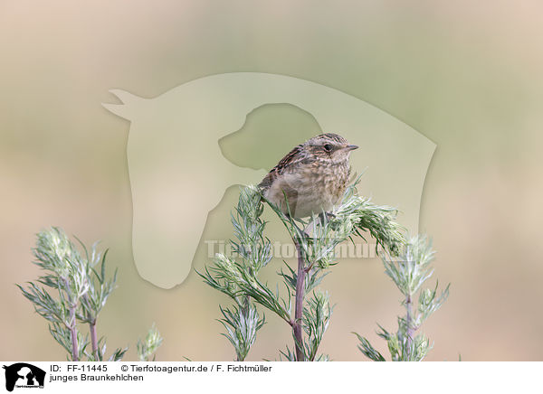 junges Braunkehlchen / young whinchat / FF-11445