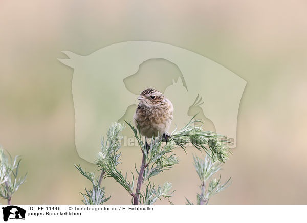 junges Braunkehlchen / young whinchat / FF-11446