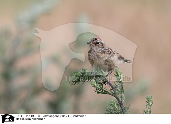 junges Braunkehlchen / young whinchat / FF-11449