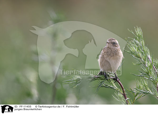 junges Braunkehlchen / FF-11455