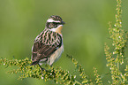 Braunkehlchen