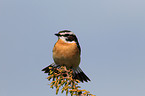 Braunkehlchen