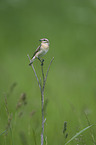 Braunkehlchen