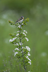 Braunkehlchen