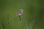 Braunkehlchen