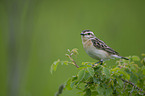 Braunkehlchen