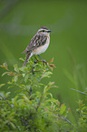 Braunkehlchen