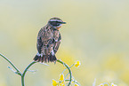 Braunkehlchen