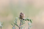 junges Braunkehlchen