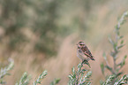 junges Braunkehlchen