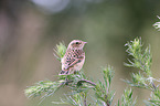 junges Braunkehlchen