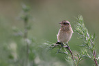 junges Braunkehlchen