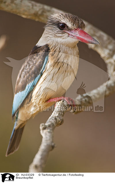 Braunkopflist / brown-hooded kingfisher / HJ-03329