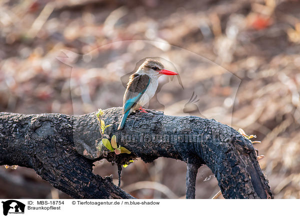 Braunkopfliest / MBS-18754