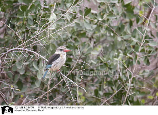 sitzender Braunkopfliest / sitting Brown-hooded Kingfisher / MBS-22456
