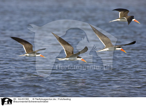 Braunmantel-Scherenschnbel / african skimmer / HJ-03180