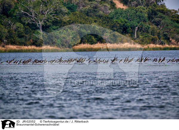 Braunmantel-Scherenschnbel / african skimmer / JR-02052