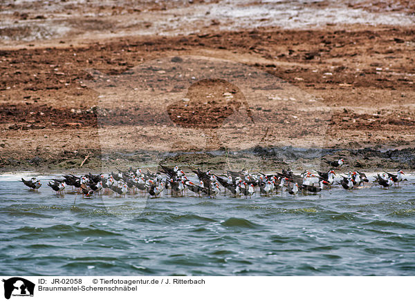 Braunmantel-Scherenschnbel / african skimmer / JR-02058
