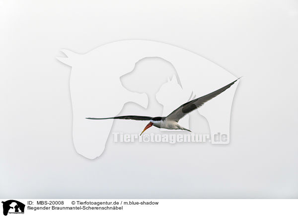 fliegender Braunmantel-Scherenschnbel / flying African Skimmer / MBS-20008