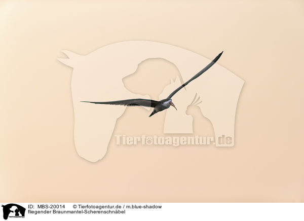 fliegender Braunmantel-Scherenschnbel / flying African Skimmer / MBS-20014
