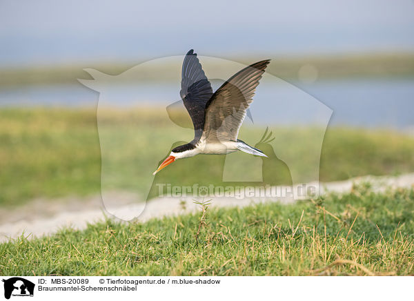 Braunmantel-Scherenschnbel / African Skimmer / MBS-20089