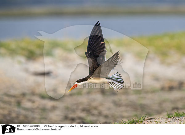 Braunmantel-Scherenschnbel / African Skimmer / MBS-20090