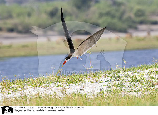 fliegender Braunmantel-Scherenschnbel / flying African Skimmer / MBS-20244