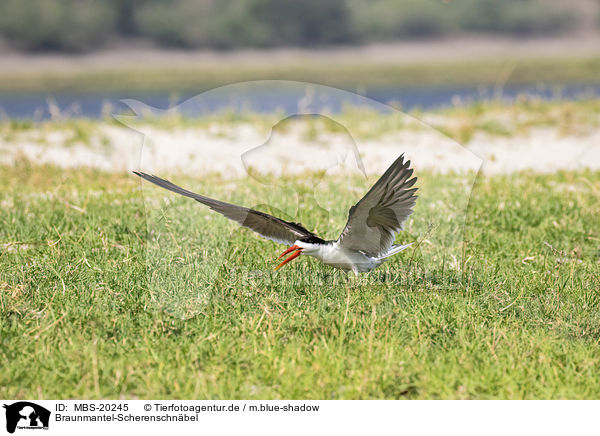 Braunmantel-Scherenschnbel / African Skimmer / MBS-20245